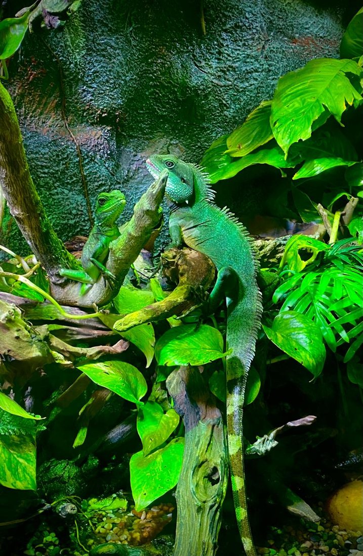 Chameleons at the National Aquarium Abu Dhabi