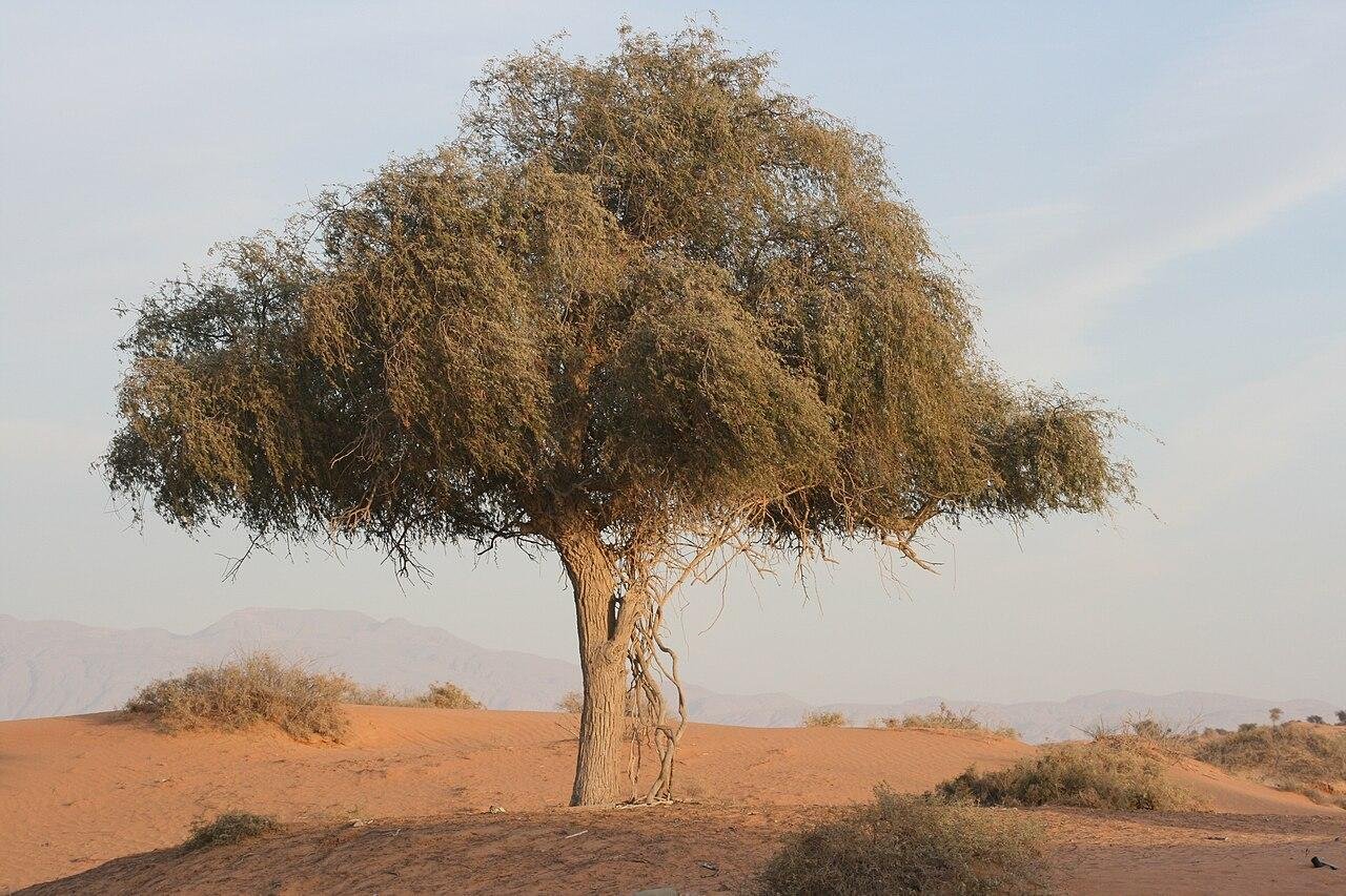 Ras Al Khaimah desert scenery; not a view from an ActionFlight aircraft